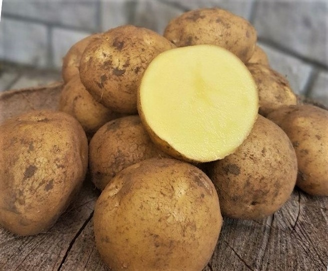 Готовим картофель к посадке: как обработать, прорастить и обезопасить урожай