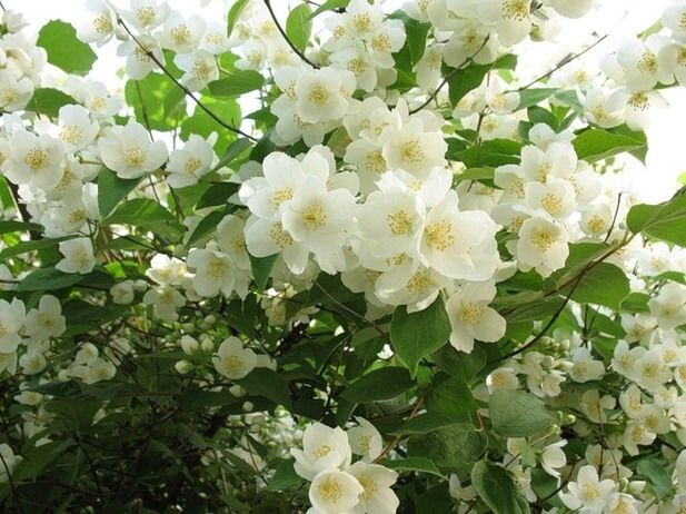 картинка из интернета