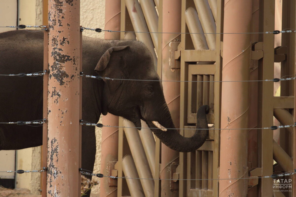 Фото: © «Татар-информ»