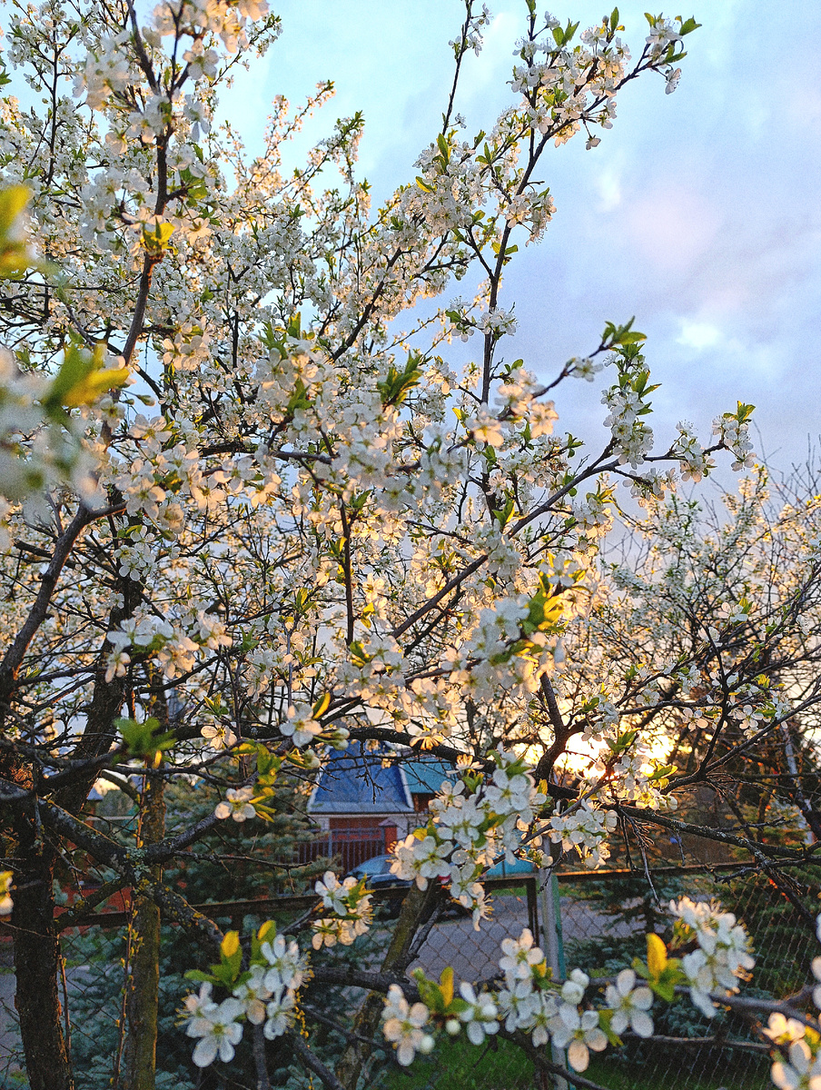 Это вчера сливу цветущую на закате сняла, не пропадать же красивой фотографии :)