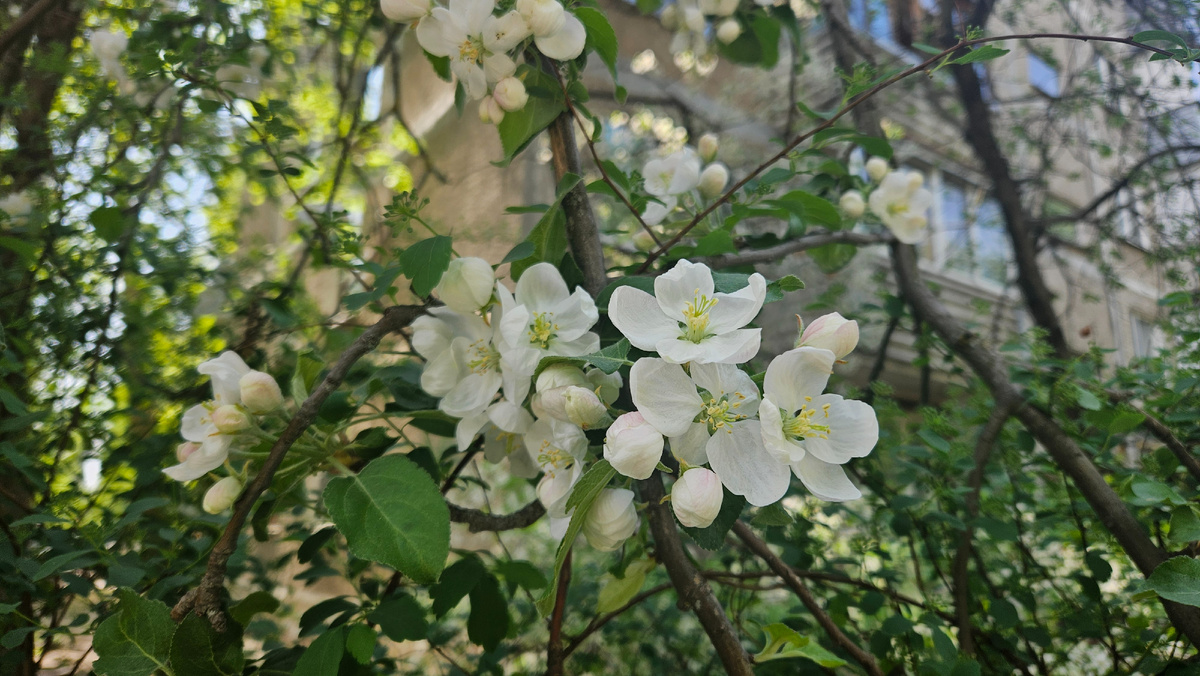 Весенний цвет