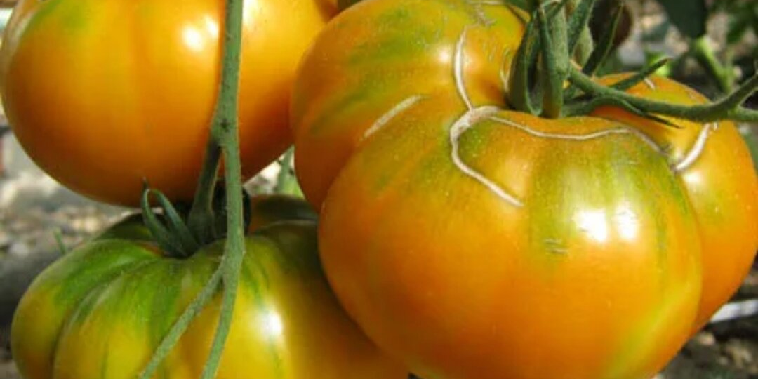 Помидоры без разочарований и ошибок, вкусные и урожайные