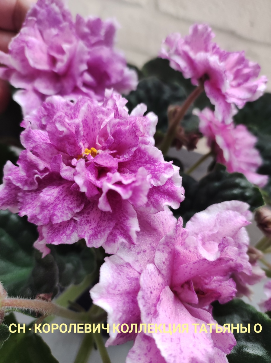 Сорт с огромными, красивейшими цветами.