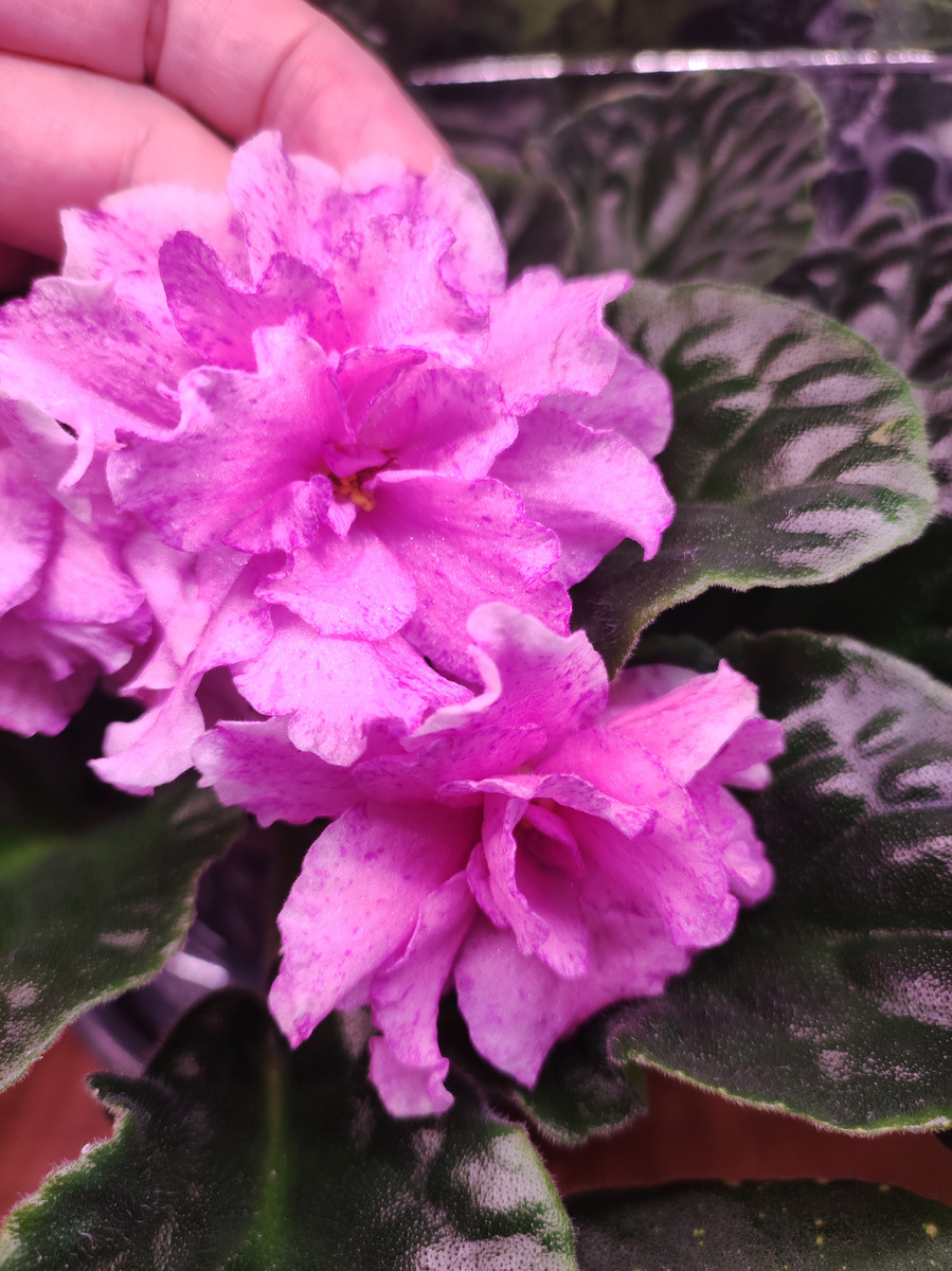 Сн - Королевич. Вот так цветёт он у меня сейчас.