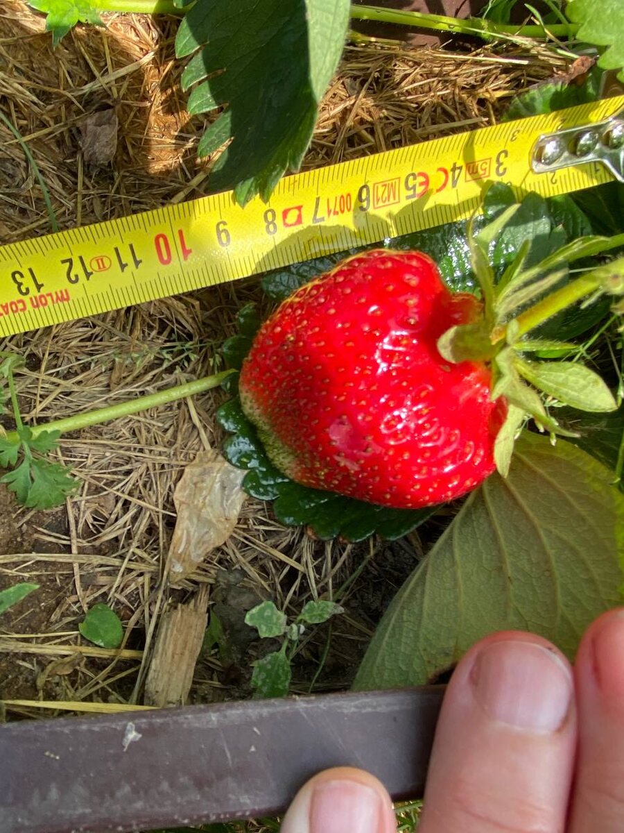 Клубника крупноплодная, 2023 год, на память сорт Роксана