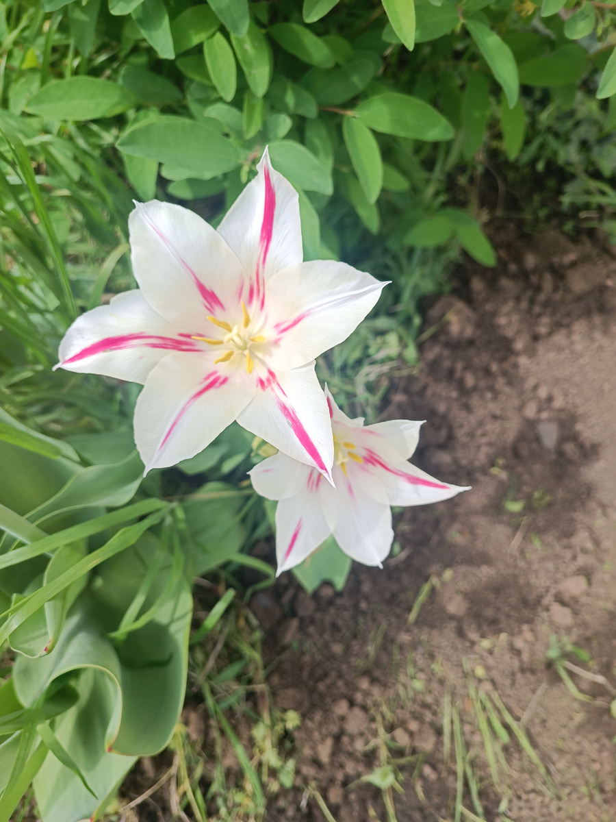 Тюльпаы отцвëвшие надо срезать. Ушла красота. На целый год🤩