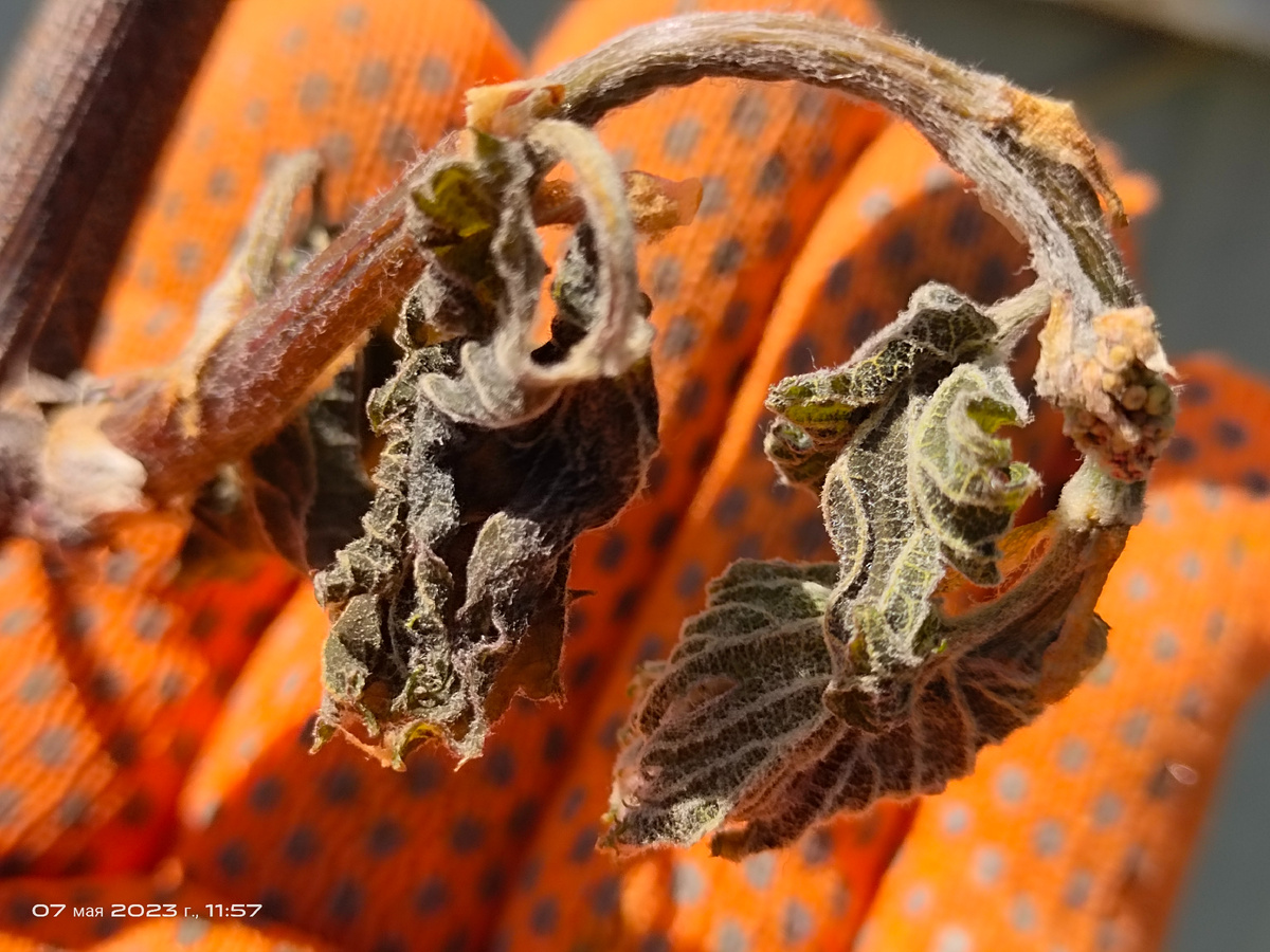 Погибший от заморозка виноградный побег