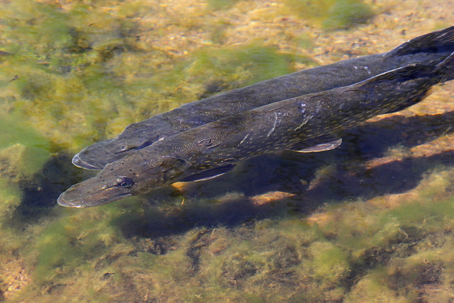 Фото с сайта: https://farm3.staticflickr.com/2718/4539003058_eb1f08c04b_z.jpg