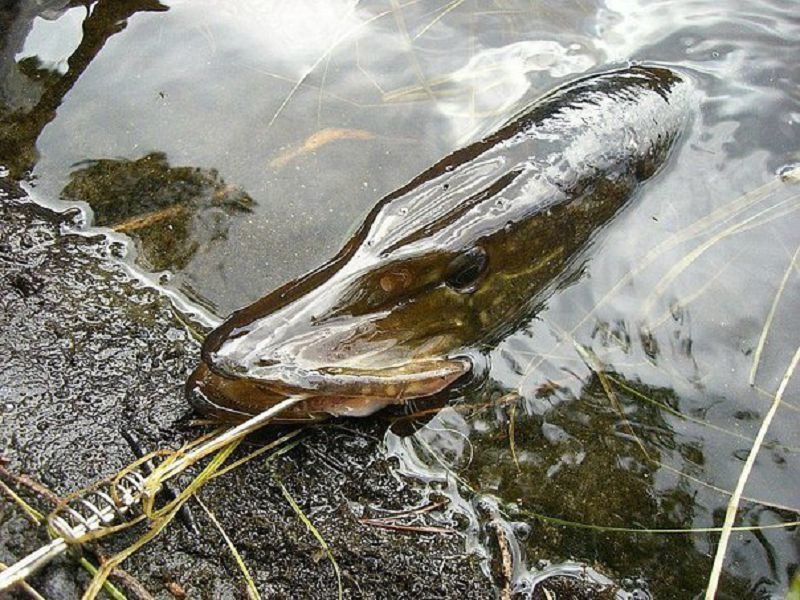 Фото с сайта: https://sun9-43.userapi.com