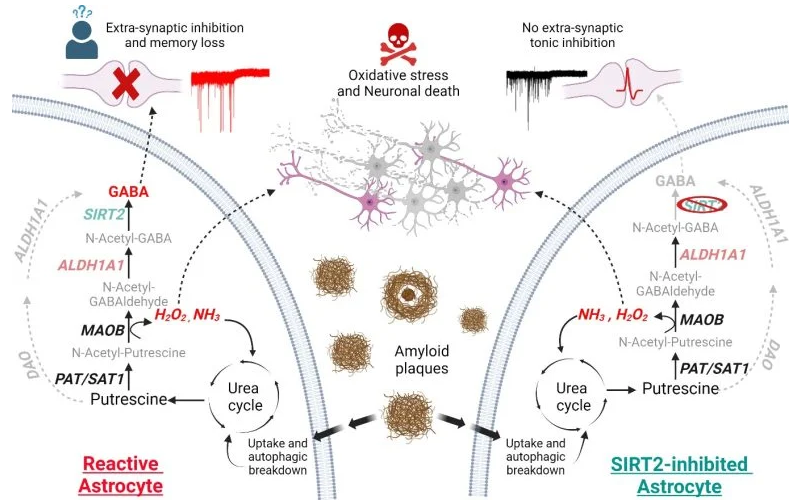Реактивные астроциты при болезни Альцгеймера поглощают и разрушают амилоидные бляшки посредством аутофагии, которая вызывает усиление регуляции цикла мочевины и превращения путресцина в ГАМК. Это приводит к повышенной выработке ГАМК и токсичной Н2О2, которая подавляет нейронную передачу сигналов и вызывает гибель нейронов (слева). SIRT2 - последний фермент в пути выработки ГАМК (справа). Ингибирование SIRT2 снижает уровень ГАМК, предотвращая торможение нейронов и потерю памяти, но продолжает выработку H2O2, способствуя гибели нейронов. Источник: Институт фундаментальных наук.