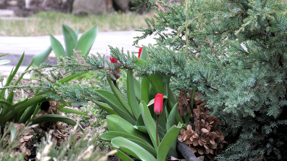 Можжевельник чешуйчатый — абсолютно безобиден. Фото автора канала Дом с кипарисами