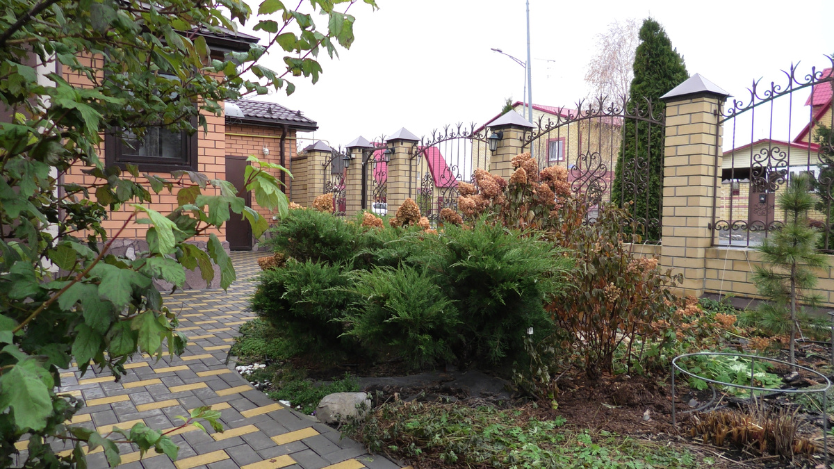 Один из сортов казацкого можжевельника. Фото автора канала Дом с кипарисами