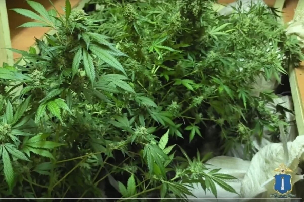    Ульяновец выращивал в арендованном помещении коноплю в хранил марихуану
