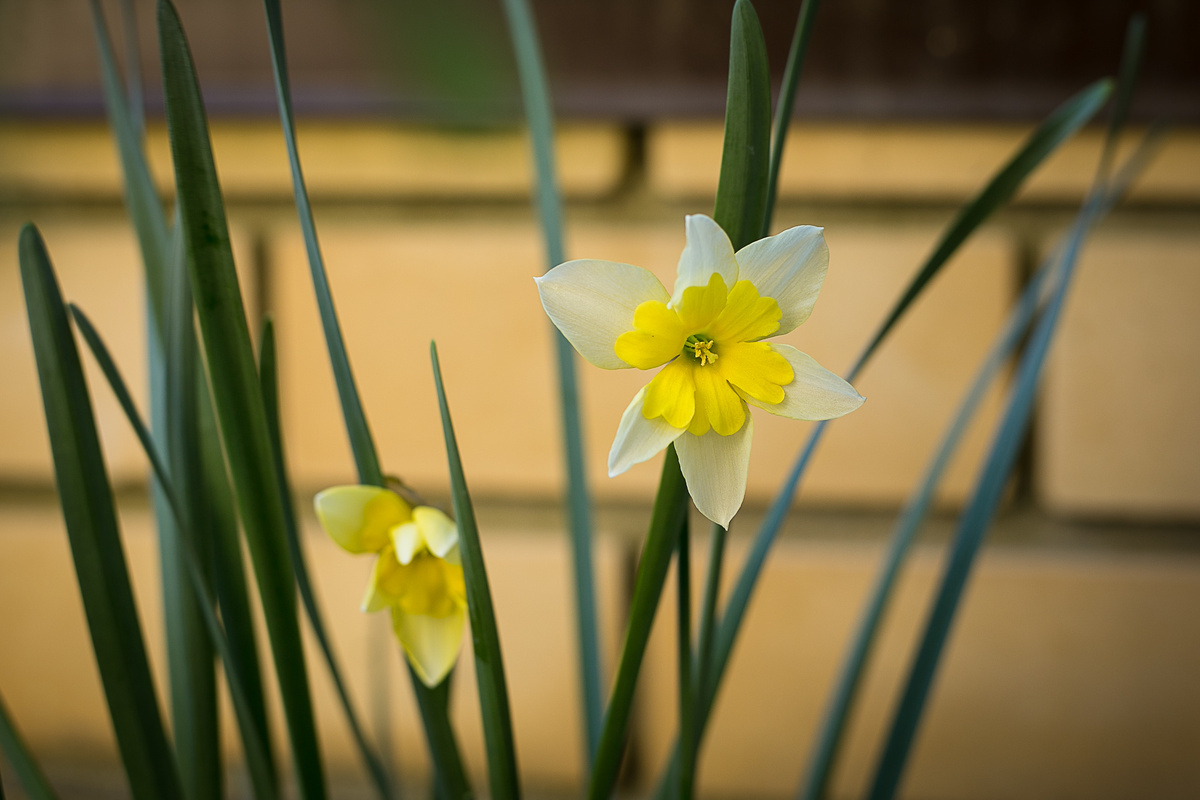 Автор фото Елена Якимова / Greenfingers