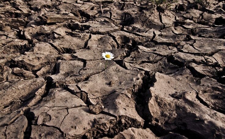 картинка с ресурса Яндекс.