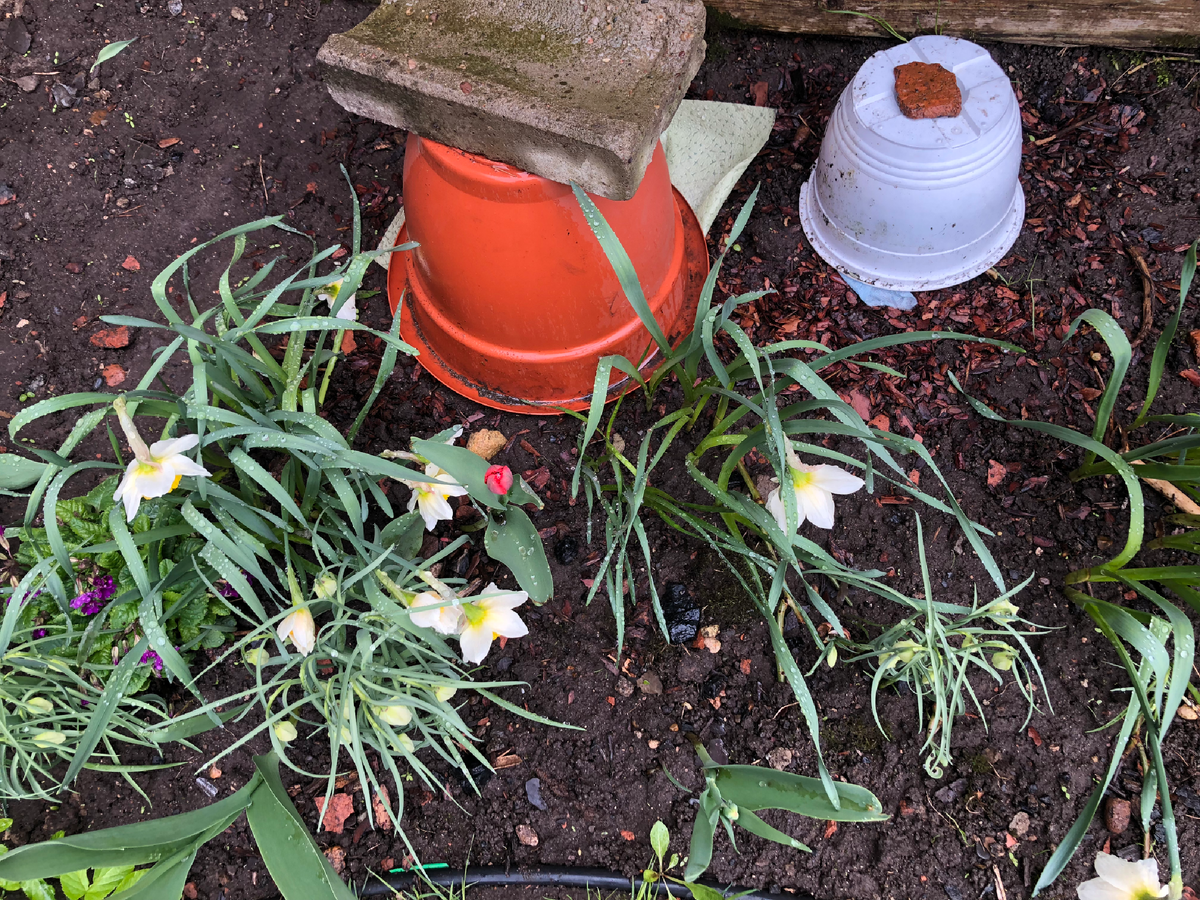 Закрыты  крупнолистная гортензия Бесконечное лето и корейская хризантема