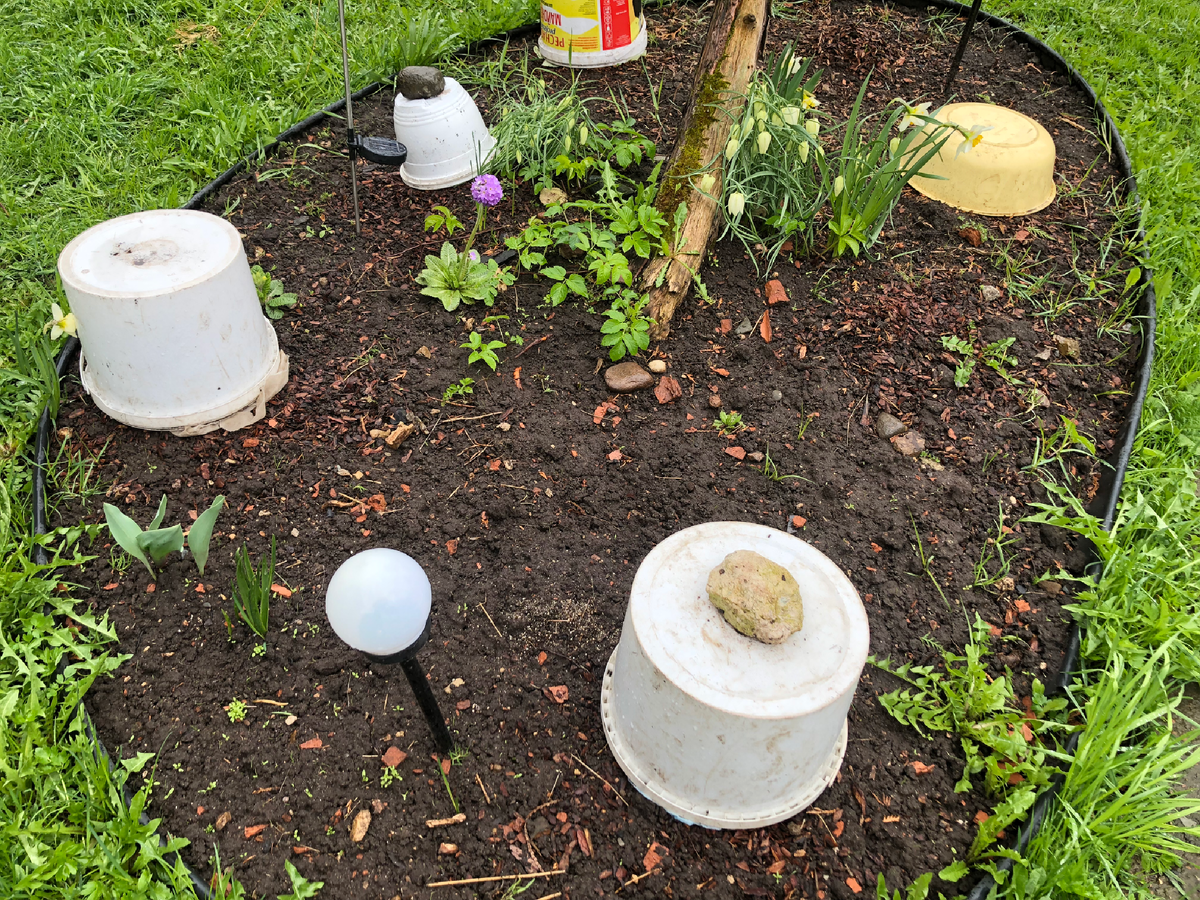 Закрыты молодые гортензии и роза