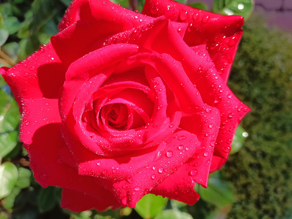 БУРГУНД 81. Листайте фото