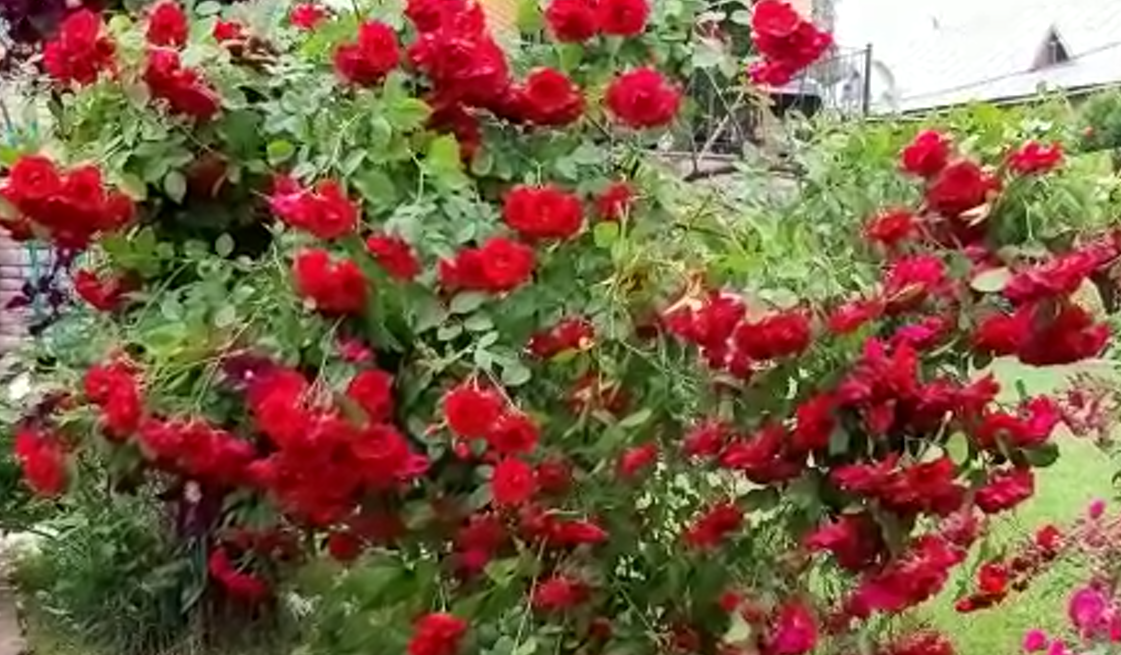 ФЛАММЕНТАНЦ