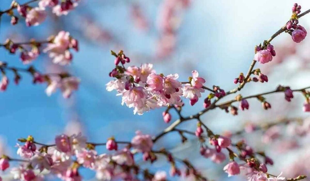     Сирень. Источник: kp.ru Автор фото: Олег Золото