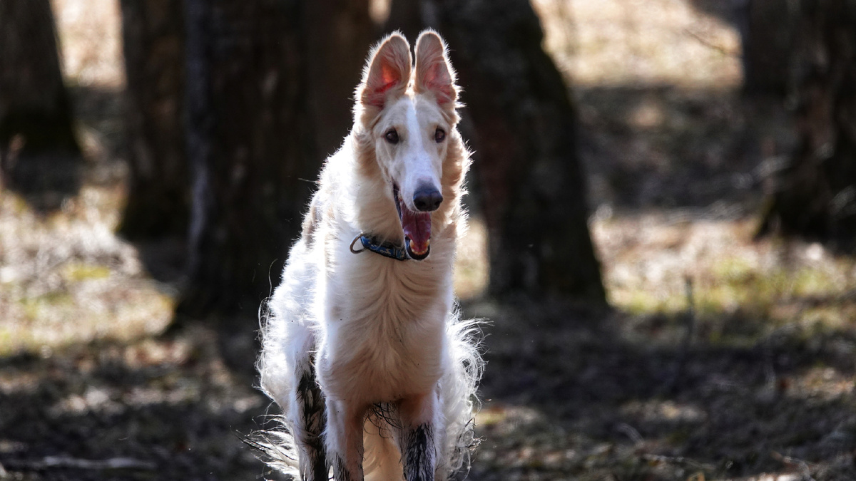 Такой смешной Мир! Спасён от живодерки