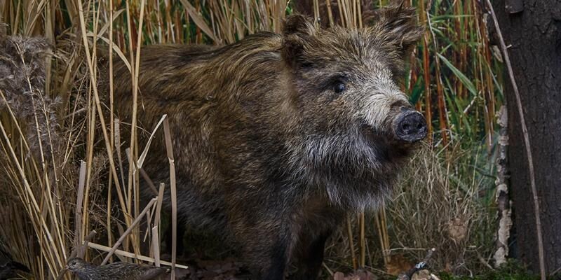 Для чего кабанам нужны чесальные деревья