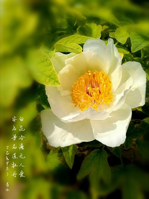 "白花冷澹无人爱，亦占芳名道牡丹。", Бай Цзюйи （白居易, Bái Jūyì), «Белый пион» (《白牡丹》, Bái mǔdān). Источник изображения: baidu.com