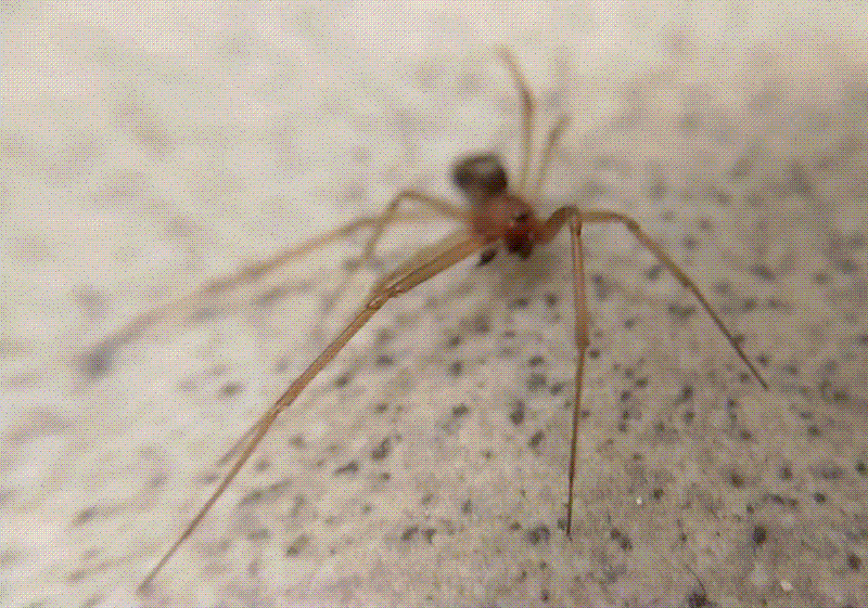 Я, конечно знал, что неотразим, но не думал, что вызову так много оваций! Не, реально, прекращайте хлопать. Вы же меня так задавите! На гифке именно самец стеатоды.