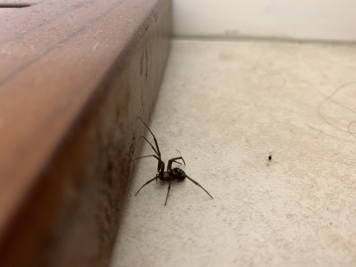 Бить или не бить, вот в чем вопрос. 