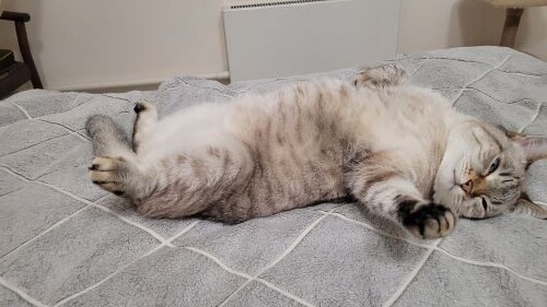 Устал, устал котик! ой как устал!