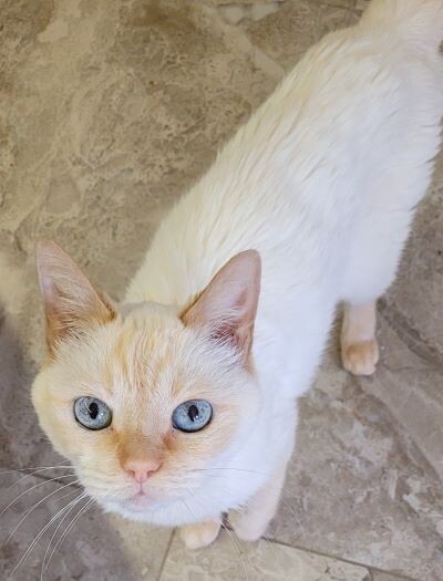 Покушать дашь?