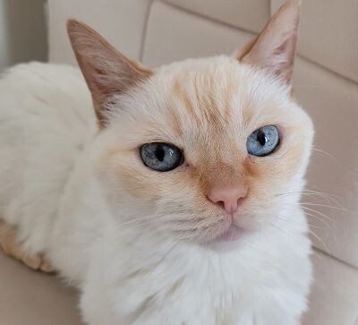 А это вовсе и не Зёма! Это всё шило виновато