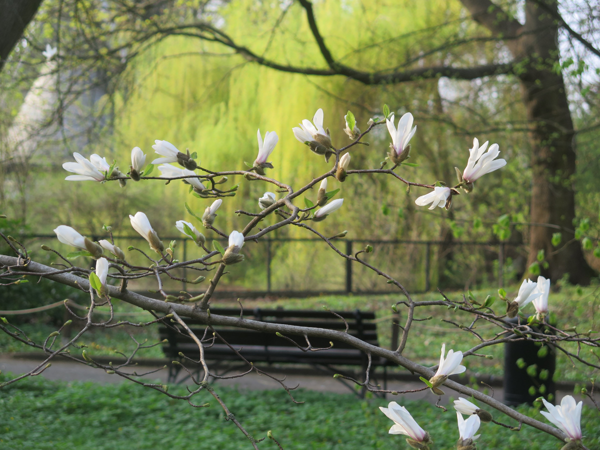 Калининград 16 апреля 2025. Фотографии авторские.