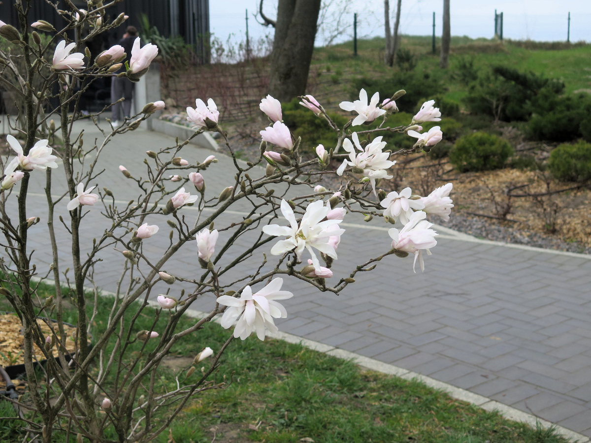 Магнолия в Светлогорске.