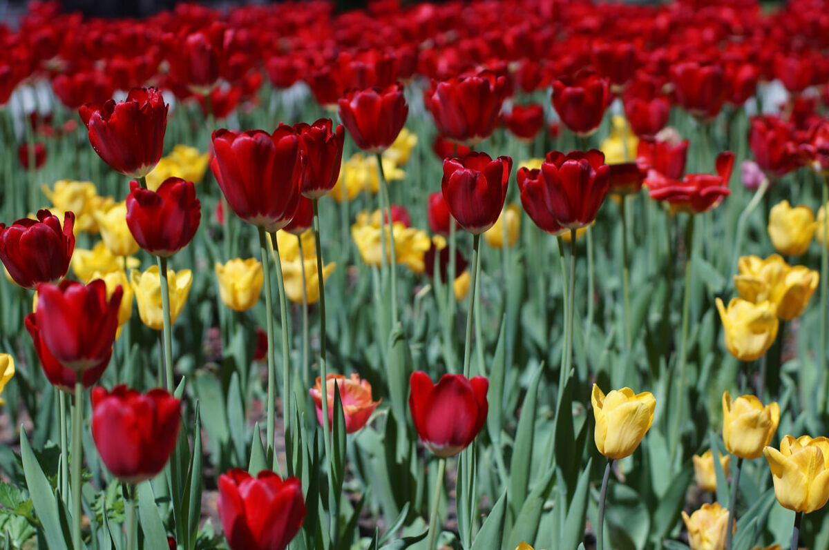 Фото Михаила Шантаренко t.me/moscow_mylove