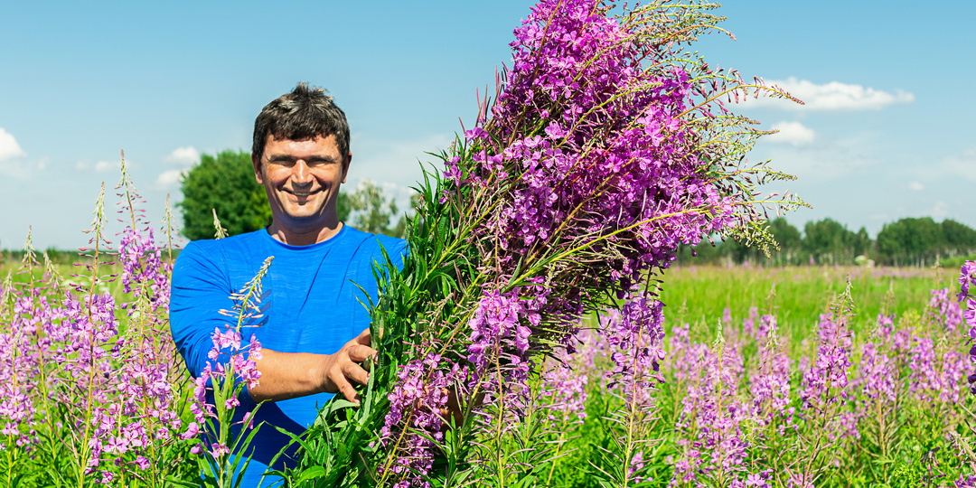 Иван-чай: русский суперфуд, который пьет весь мир
