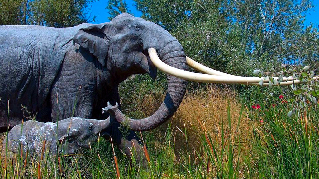 В отличие от мамонтов, у слона всё прямое. Даже бивни.