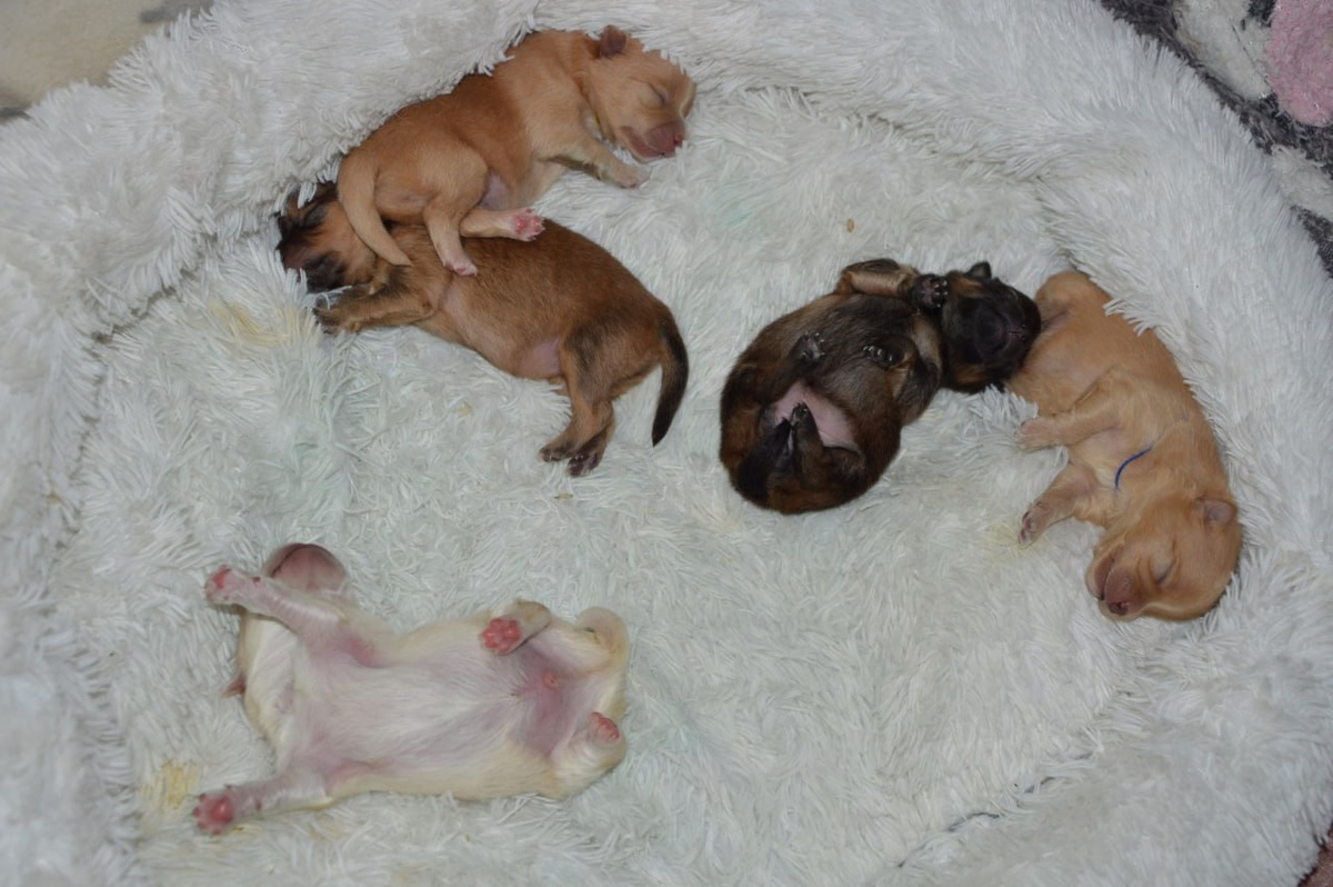 Наелись и спят) красота)) 