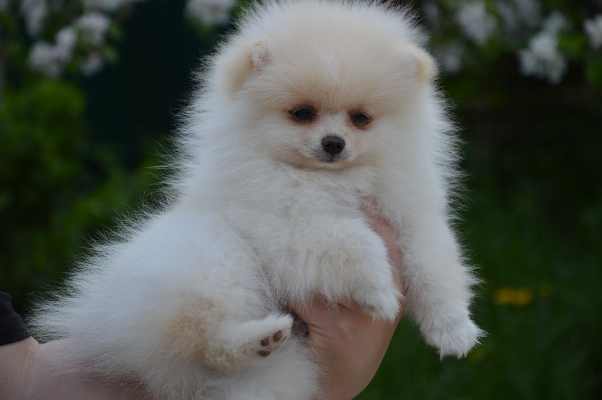 Кукла 2,5 месяца