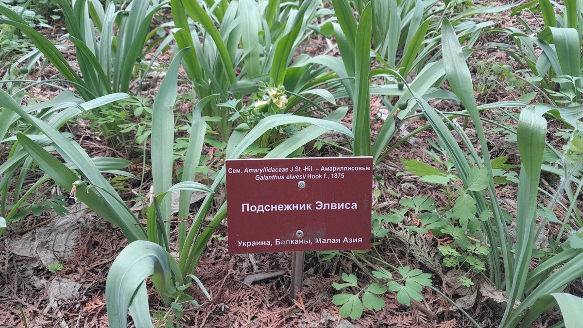 Подснежник тоже уже отцвел