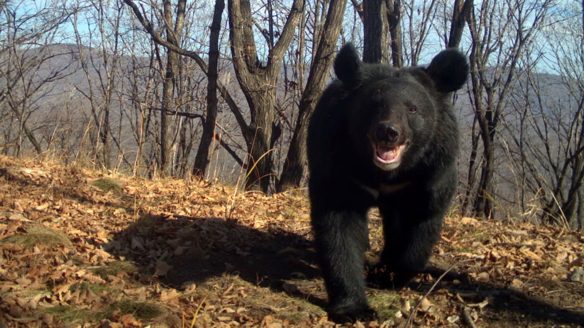 Мишка с манишкой. Фото: Виктор Сторожук, участник конкурса РГО «Самая красивая страна»