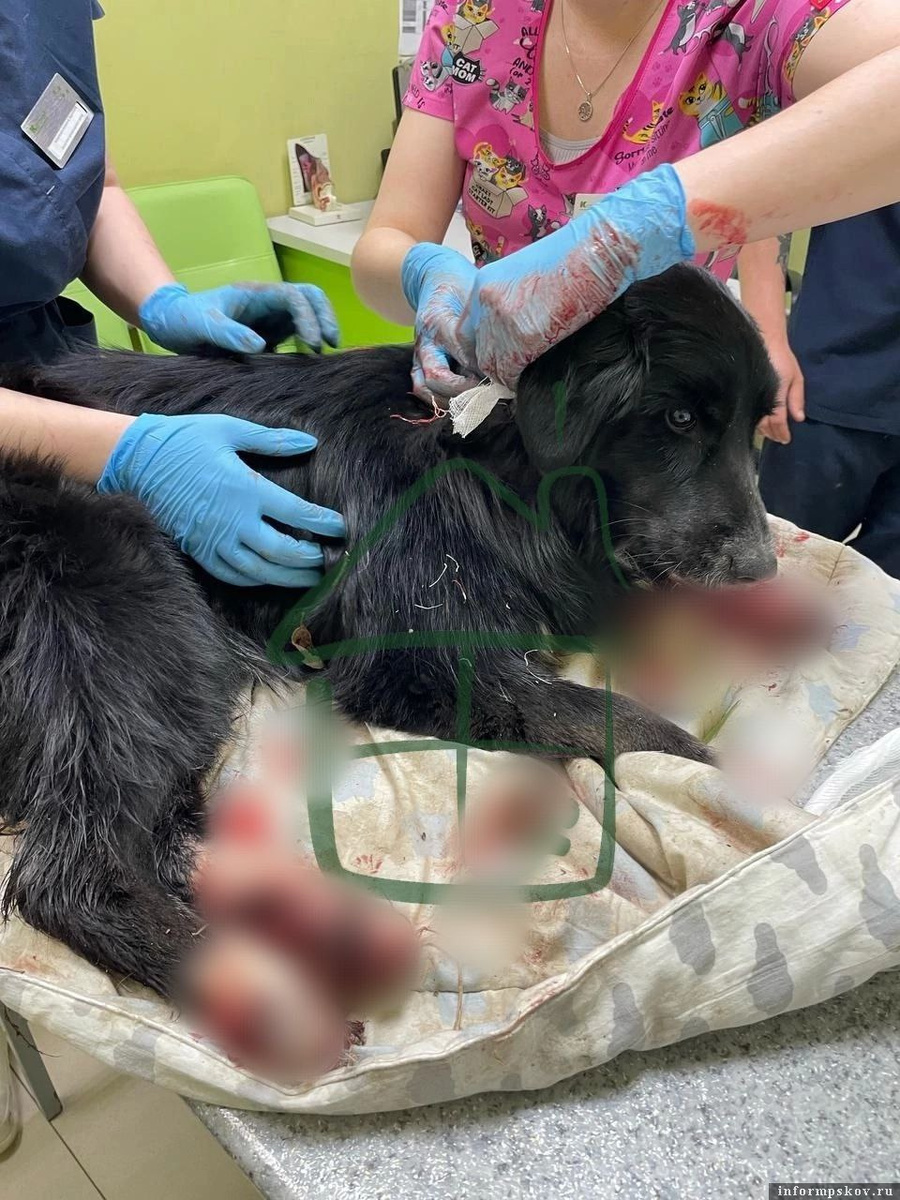 Фото: псковский приют «Шанс»