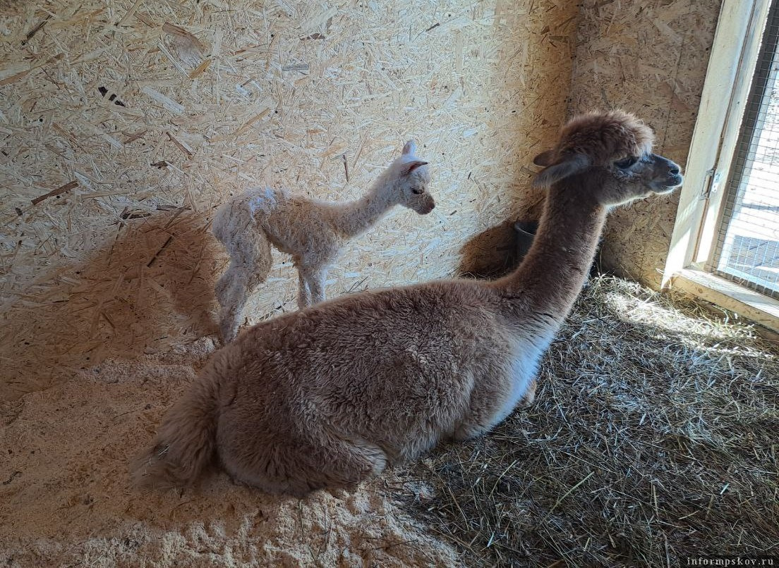 Детёныш и взрослая альпаки. Фото здесь и далее предоставлено Андреем Голощаповым