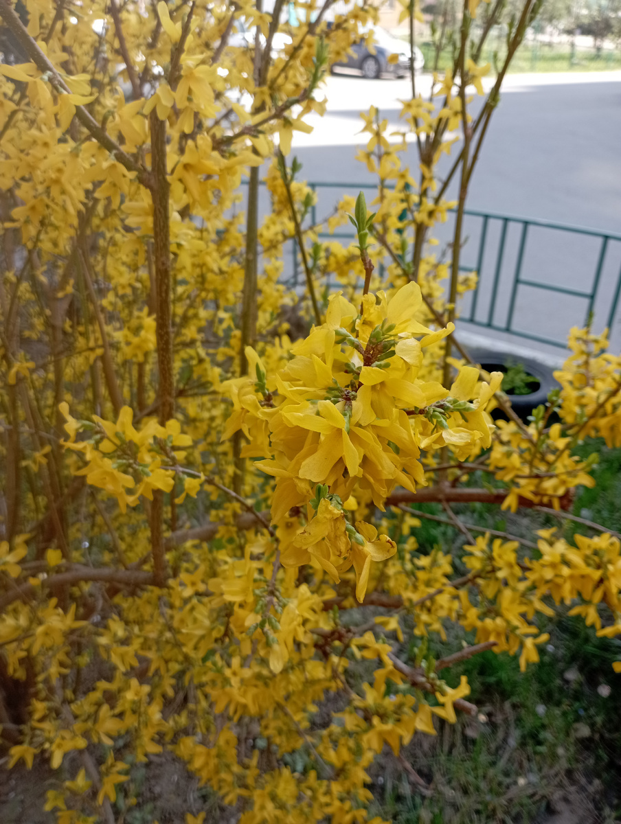 Фрто автора учение с печеньем