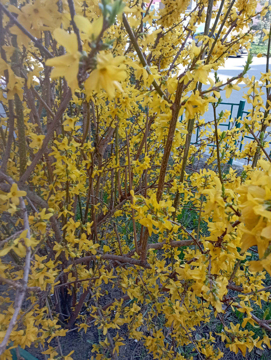 Фото автора учение с печеньем