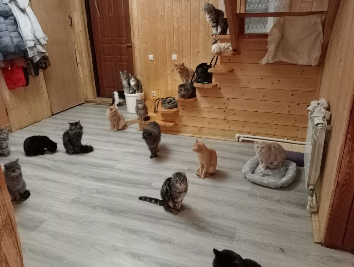 Кошачья демонстрация) Только шариков и веточек с цветами не хватает))