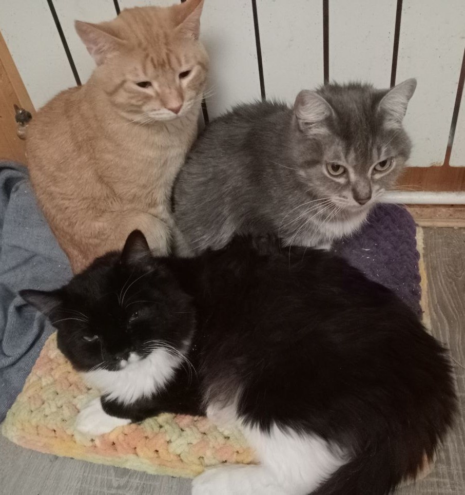 Кажется, в этом году шашлыки отменяются - печально вздохнули Тиану, Джуффин и Ари.