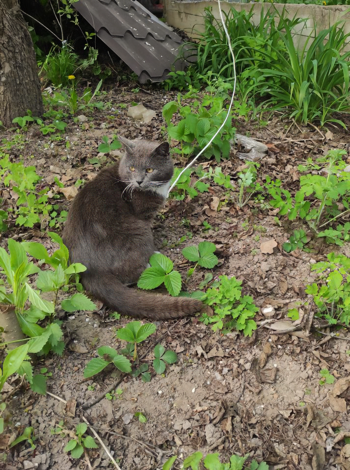 Новый кот со стройки
