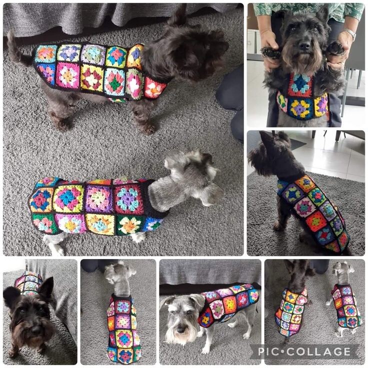 Прекрасный песик с Pinterest (pin/105201341291985718)