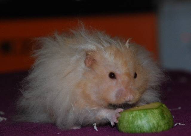 На фото мой хомяк Джаггер. Когда-то он стал самым волосатым хомяком на выставке "Зоопалитра"